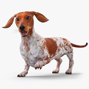 Short-Legged Hound with Dapple Coat Rigged for Maya