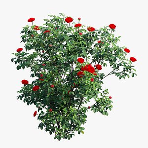 Rose plant set 51 3D model