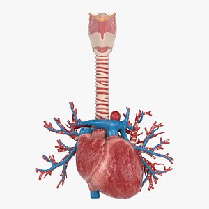 Heart BronchialVessels 3D