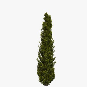 Italian Cypress 2D