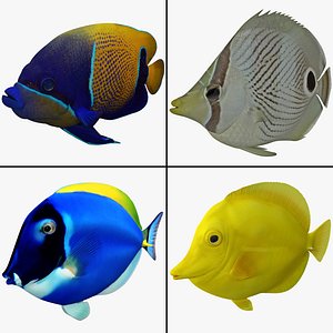 Tropical Fish Collection