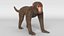 3D Small Monkey Animated