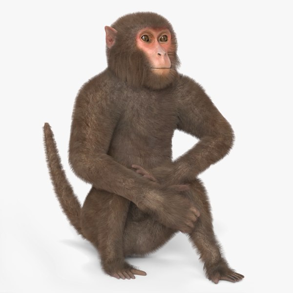3D Small Monkey Animated