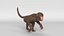 3D Small Monkey Animated