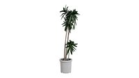 Wind Indoor Plant