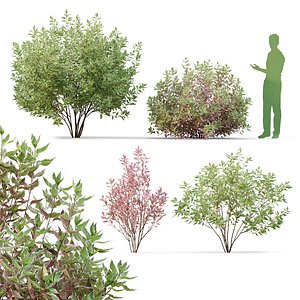 White dogwood Cornus alba Variegata V2