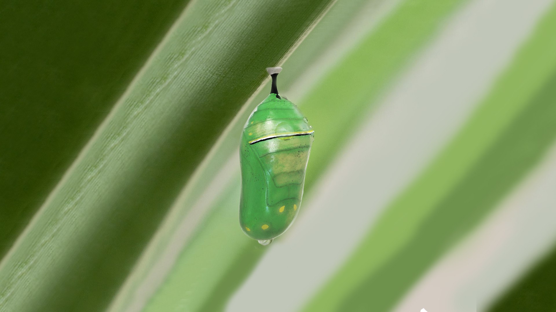 Monarch Butterfly Cocoon 3D model preview