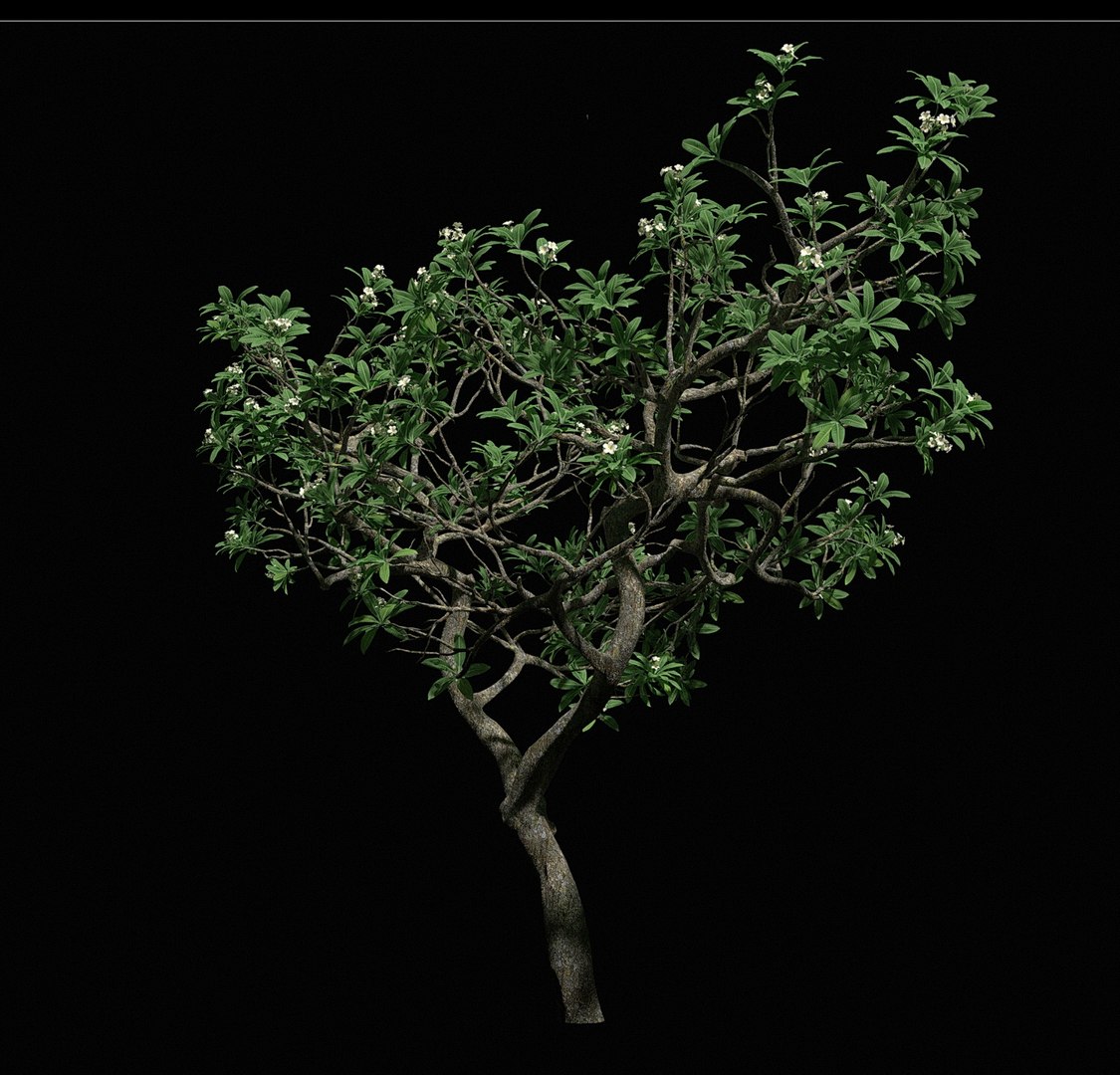3d Model Hi Resolution Tree