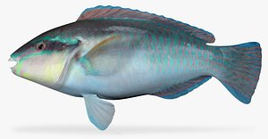 3d striped parrotfish