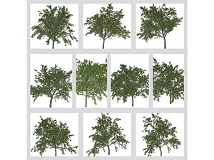 3D Peach Tree Collection