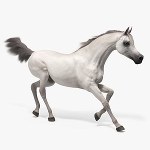 Galloping Arabian Horse White Fur