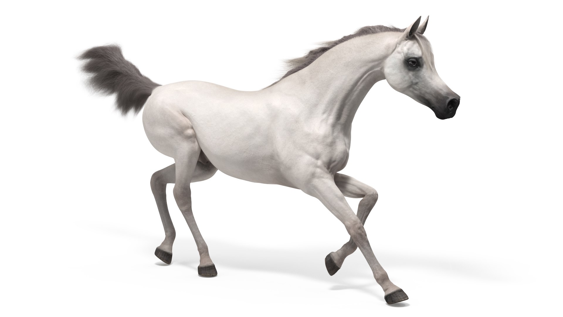 Galloping Arabian Horse White Fur 3D model preview