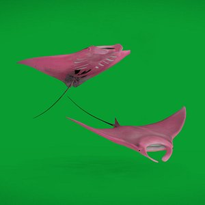 Pink Manta Mobula Ray 3D model