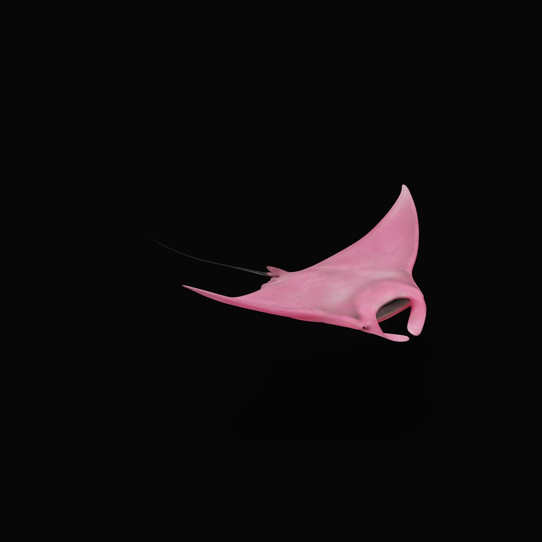 Pink Manta Mobula Ray 3D model https://p.turbosquid.com/ts-thumb/vT/uo5NHM/3t/pinkmantarayrig_0003/jpg/1741390547/1920x1080/fit_q87/faac1453c24c2cba15aa340ff81878a3e76be1d1/pinkmantarayrig_0003.jpg