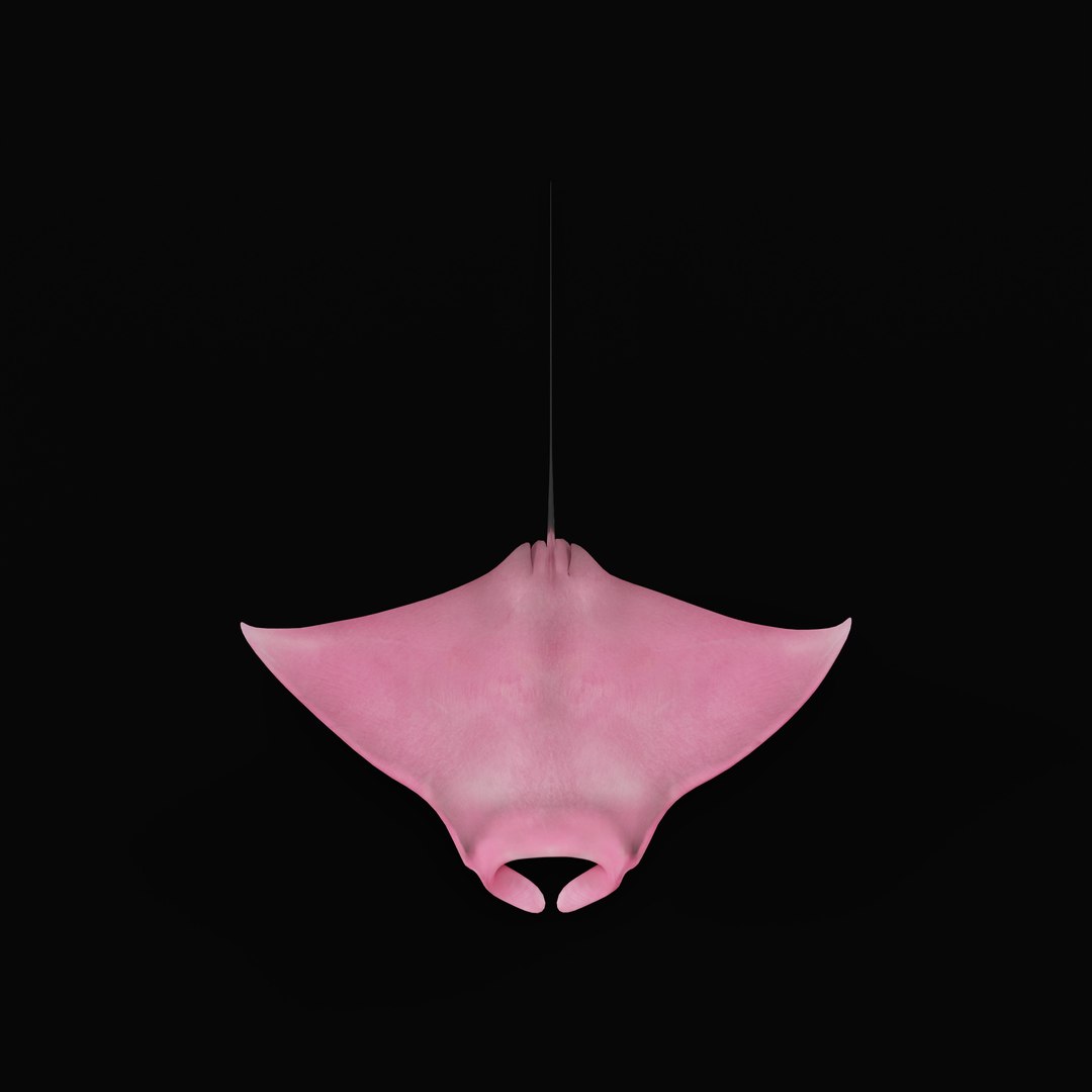 Pink Manta Mobula Ray 3D model https://p.turbosquid.com/ts-thumb/vT/uo5NHM/4S/pinkmantarayrig_0000/jpg/1741390545/1920x1080/fit_q87/45043e3ec9435cc0ae6e5370fe58687c3ecf8e52/pinkmantarayrig_0000.jpg