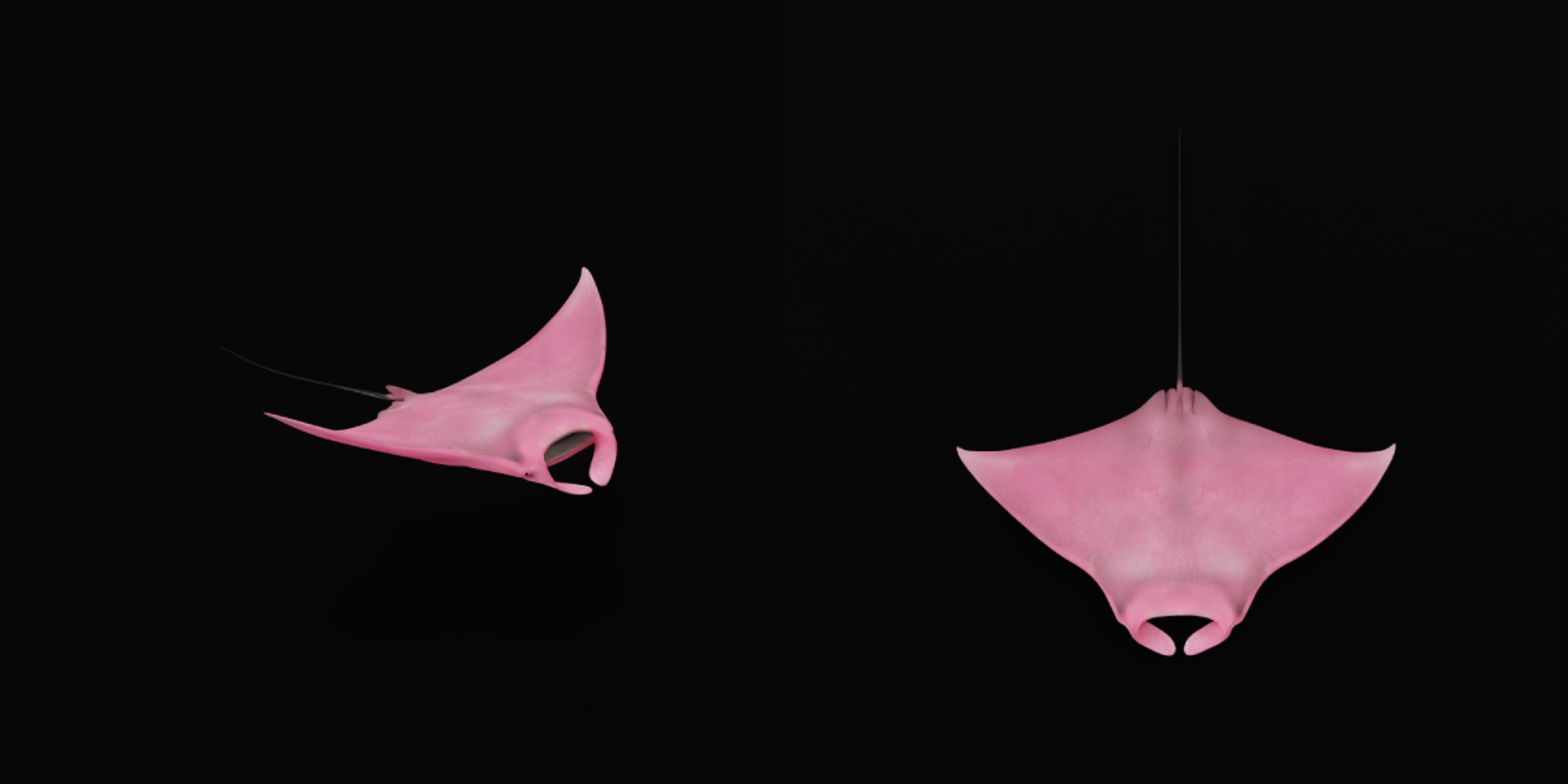 Pink Manta Mobula Ray 3D model https://p.turbosquid.com/ts-thumb/vT/uo5NHM/5H/manta_ray15/png/1741390529/1920x1080/fit_q87/7c19b3f8d787783ec083ddc94d8eed5f04e5b602/manta_ray15.jpg