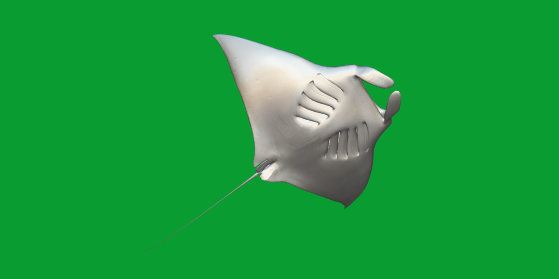 Pink Manta Mobula Ray 3D model https://p.turbosquid.com/ts-thumb/vT/uo5NHM/BM/manta_ray18/png/1741390530/1920x1080/fit_q87/1dc0f04bc8f0b5f9bce86801f493b153a1599766/manta_ray18.jpg