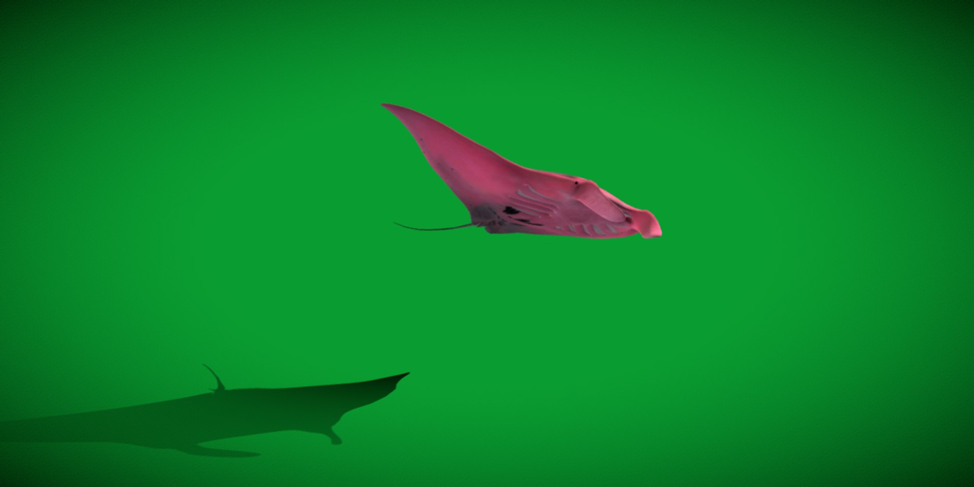Pink Manta Mobula Ray 3D model https://p.turbosquid.com/ts-thumb/vT/uo5NHM/Fv/manta_ray11/png/1741390527/1920x1080/fit_q87/61c509cfc6ce170f8e89296da2cfd524c185976a/manta_ray11.jpg