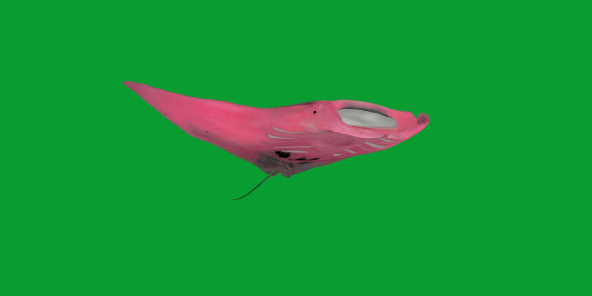 Pink Manta Mobula Ray 3D model https://p.turbosquid.com/ts-thumb/vT/uo5NHM/I6/manta_ray4/png/1741390522/1920x1080/fit_q87/ade7a9616d39faff64306f0d7801449ede0ef469/manta_ray4.jpg