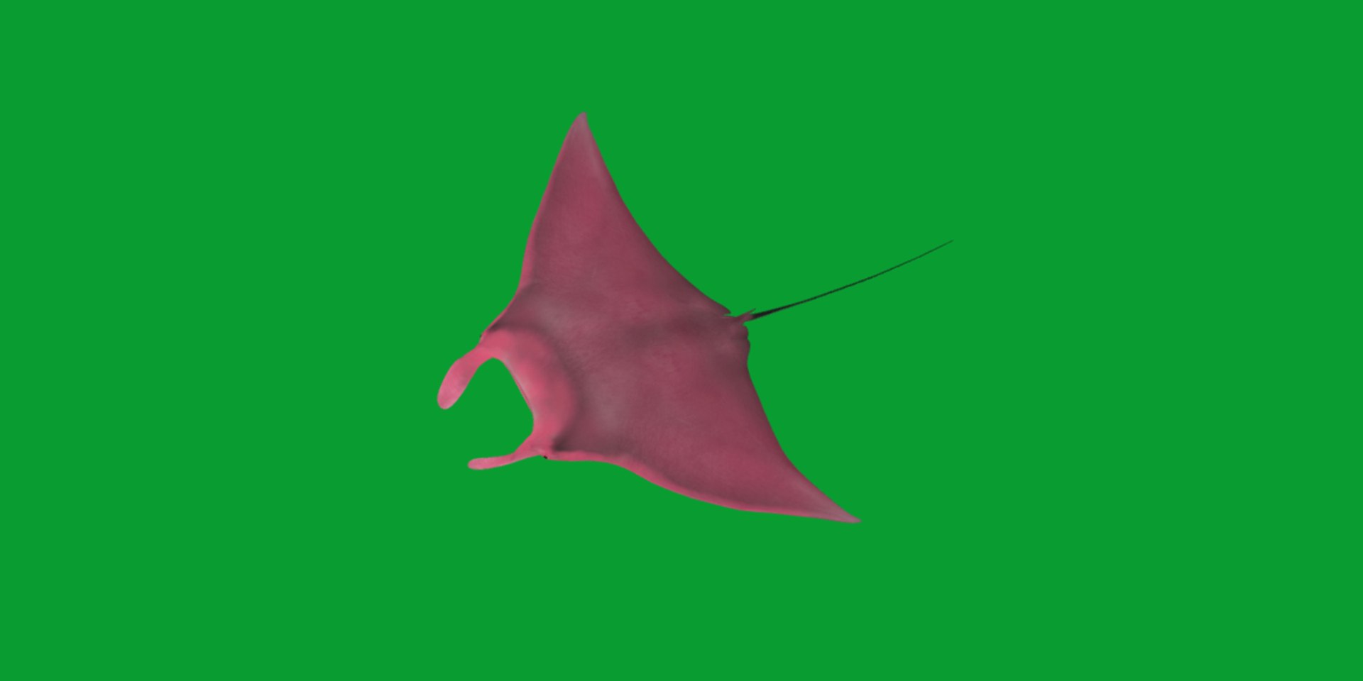 Pink Manta Mobula Ray 3D model https://p.turbosquid.com/ts-thumb/vT/uo5NHM/Iw/manta_ray10/png/1741390525/1920x1080/fit_q87/be8c8882a2d98a6e7d78ec1bc0836974ecdd97a2/manta_ray10.jpg