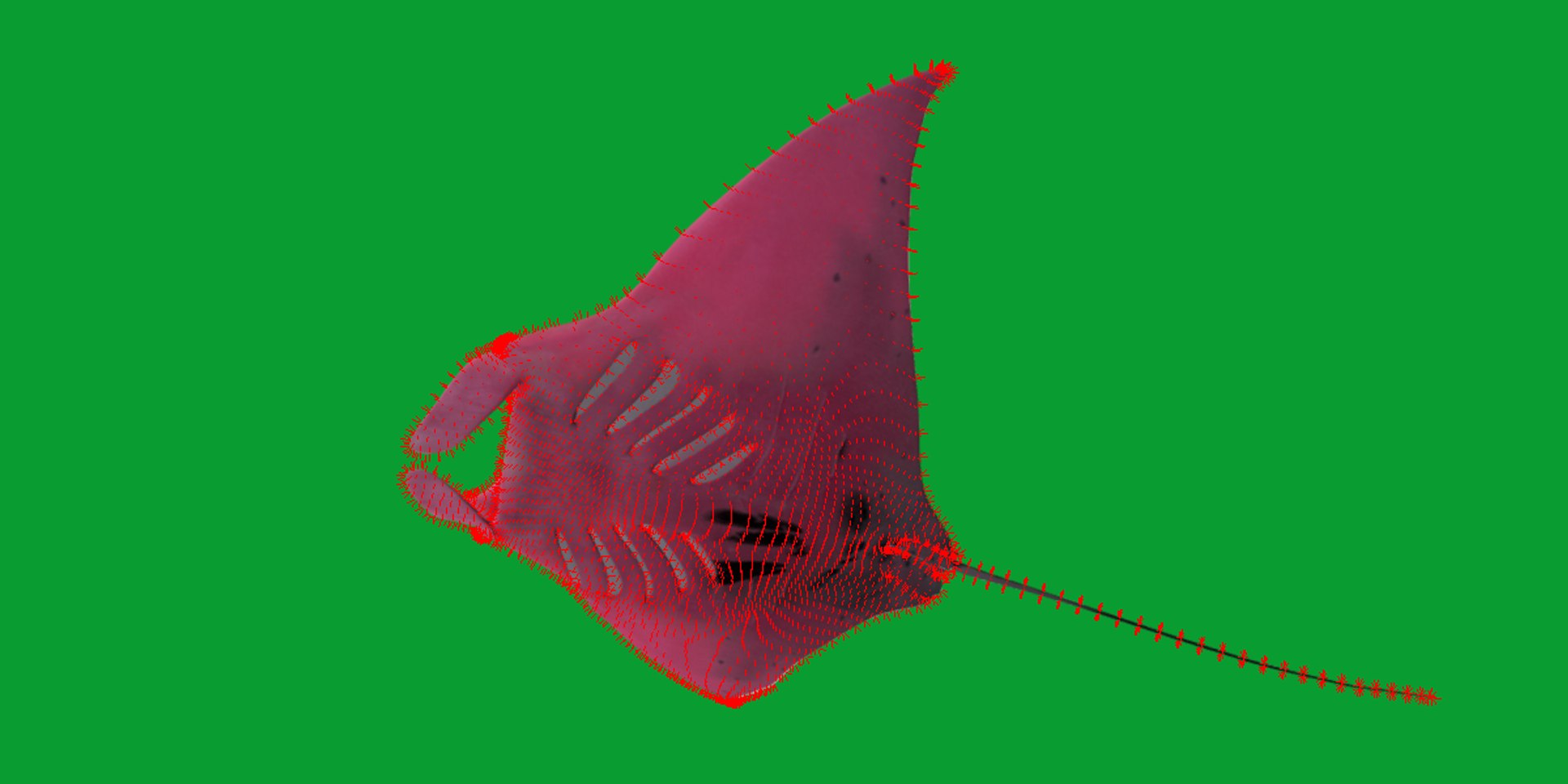 Pink Manta Mobula Ray 3D model https://p.turbosquid.com/ts-thumb/vT/uo5NHM/OD/manta_ray22/png/1741390533/1920x1080/fit_q87/875507a6f72f33ddc9faef85332106741130b1f2/manta_ray22.jpg