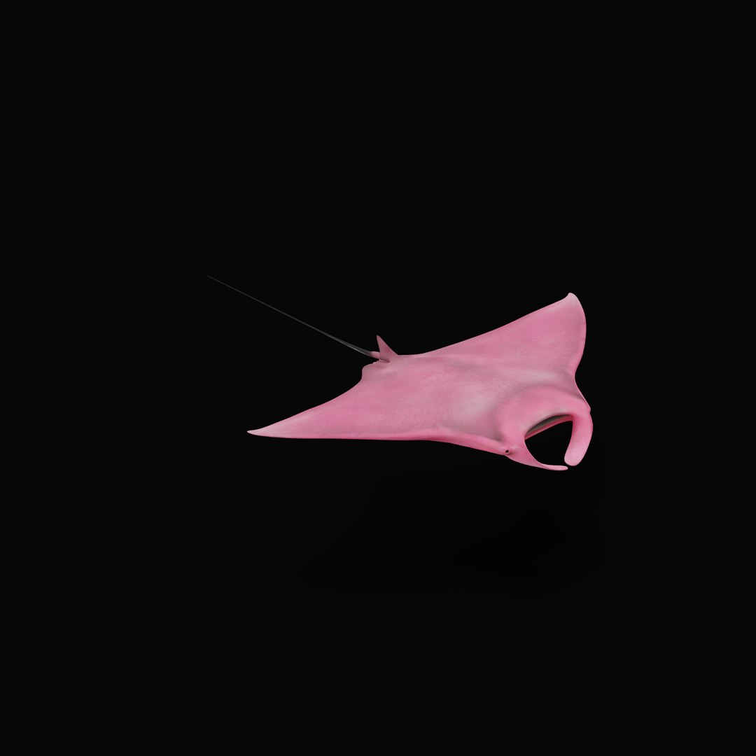 Pink Manta Mobula Ray 3D model https://p.turbosquid.com/ts-thumb/vT/uo5NHM/QW/pinkmantarayrig_0005/jpg/1741390548/1920x1080/fit_q87/7d5d2dde81253f8d632e72853e5a26ead218ba13/pinkmantarayrig_0005.jpg