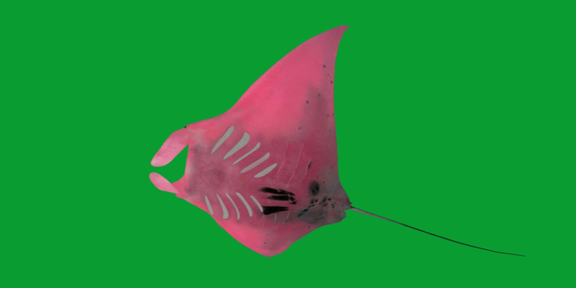 Pink Manta Mobula Ray 3D model https://p.turbosquid.com/ts-thumb/vT/uo5NHM/R2/manta_ray23/png/1741390533/1920x1080/fit_q87/59a6e7e21bb3bc08a4c728a55cb63e2faf9803a2/manta_ray23.jpg