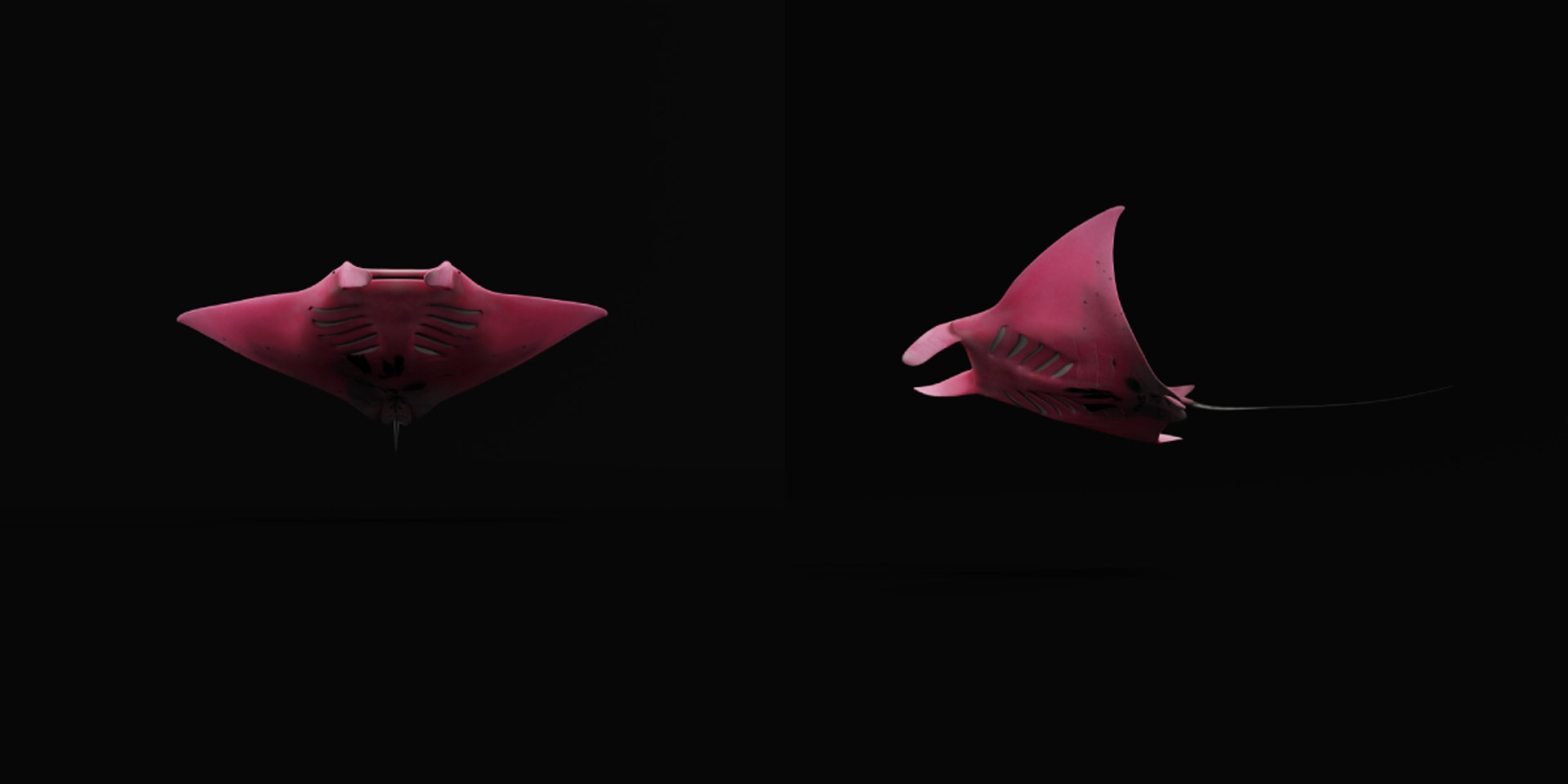 Pink Manta Mobula Ray 3D model https://p.turbosquid.com/ts-thumb/vT/uo5NHM/VX/manta_ray9/png/1741390525/1920x1080/fit_q87/3a4d9eea8d09a38922160fea4311c0ca0889668d/manta_ray9.jpg
