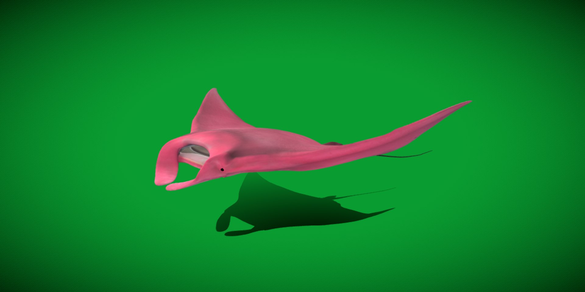 Pink Manta Mobula Ray 3D model https://p.turbosquid.com/ts-thumb/vT/uo5NHM/YA/manta_ray/png/1741390537/1920x1080/fit_q87/315aad50bfb99268839665d174071ca659efd935/manta_ray.jpg