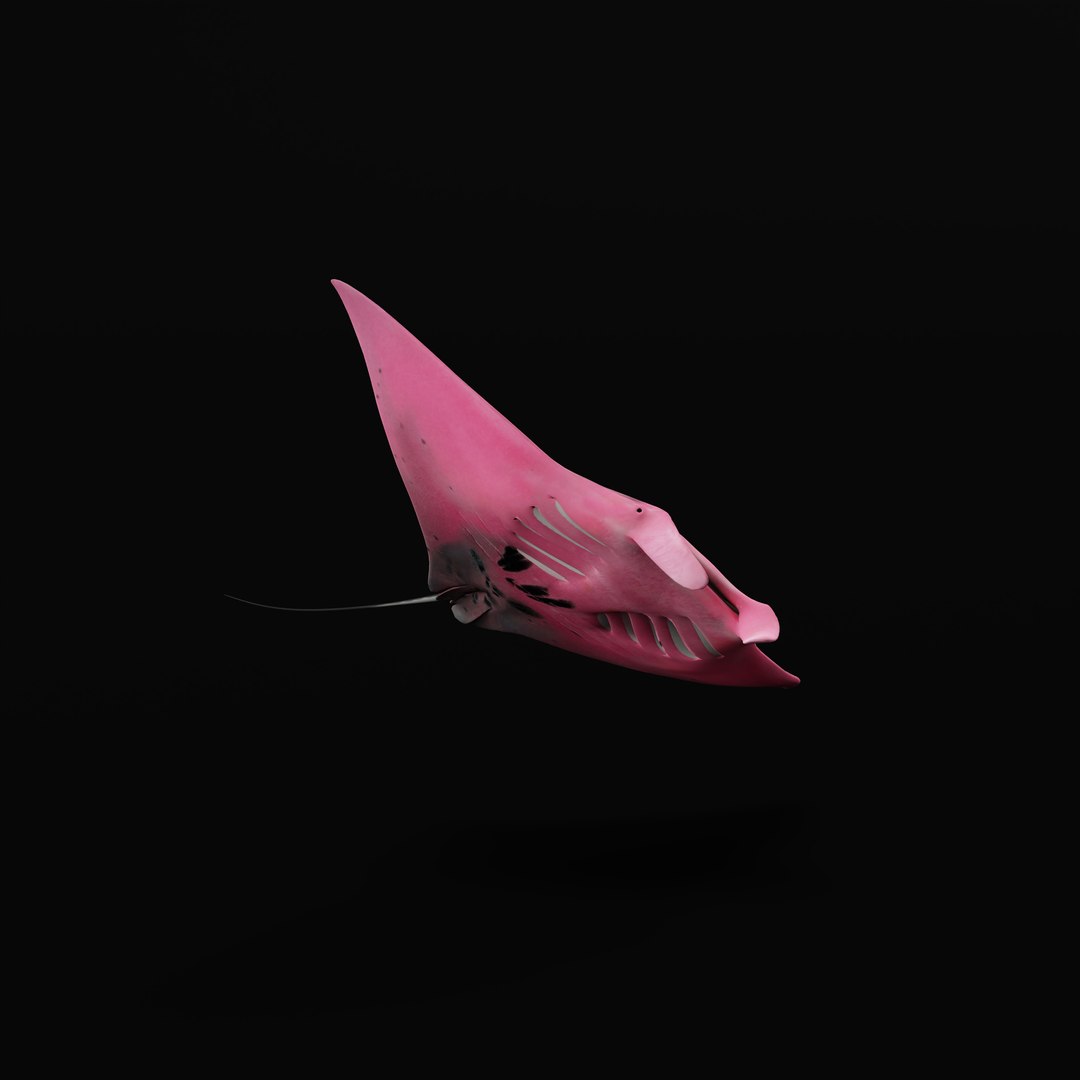 Pink Manta Mobula Ray 3D model https://p.turbosquid.com/ts-thumb/vT/uo5NHM/bm/pinkmantarayrig_0004/jpg/1741390547/1920x1080/fit_q87/ed37f3cdc00599a7b77b190f651d857931ea1beb/pinkmantarayrig_0004.jpg