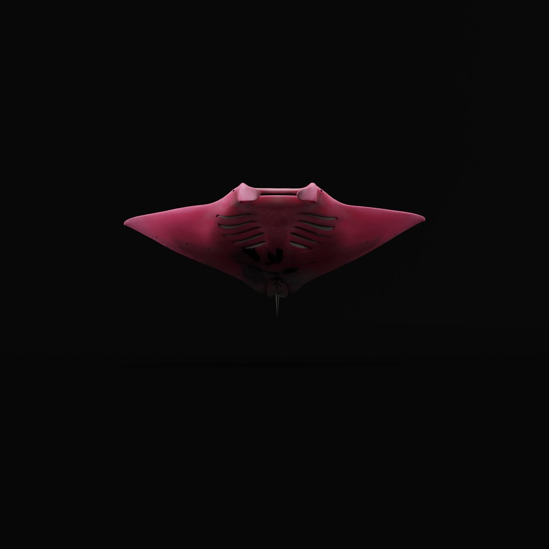 Pink Manta Mobula Ray 3D model https://p.turbosquid.com/ts-thumb/vT/uo5NHM/gB/pinkmantarayrig_0006/jpg/1741390548/1920x1080/fit_q87/1b5bf8d1fb6a851f3bb9caa2da1739796cd8c3a4/pinkmantarayrig_0006.jpg