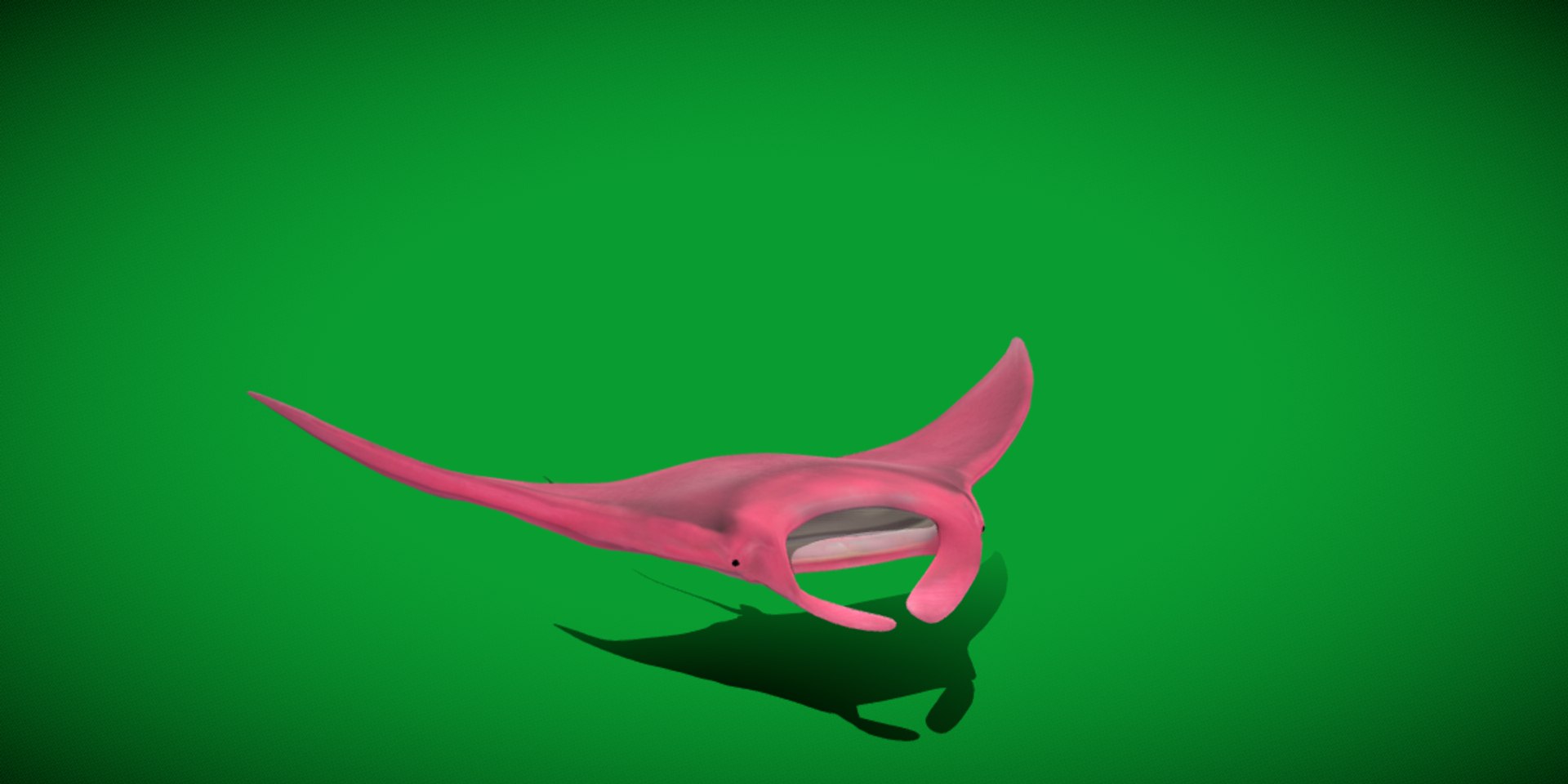 Pink Manta Mobula Ray 3D model https://p.turbosquid.com/ts-thumb/vT/uo5NHM/lW/manta_ray24/png/1741390535/1920x1080/fit_q87/64ca23bcb09ef227c07bd826fba50306af0feb26/manta_ray24.jpg