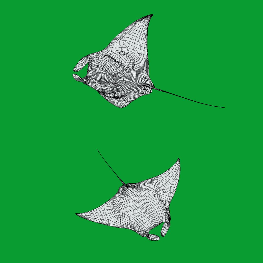 Pink Manta Mobula Ray 3D model https://p.turbosquid.com/ts-thumb/vT/uo5NHM/ma/wire/png/1741390549/1920x1080/fit_q87/1c63f2d6927757e145487a3403473e3616f41ee6/wire.jpg