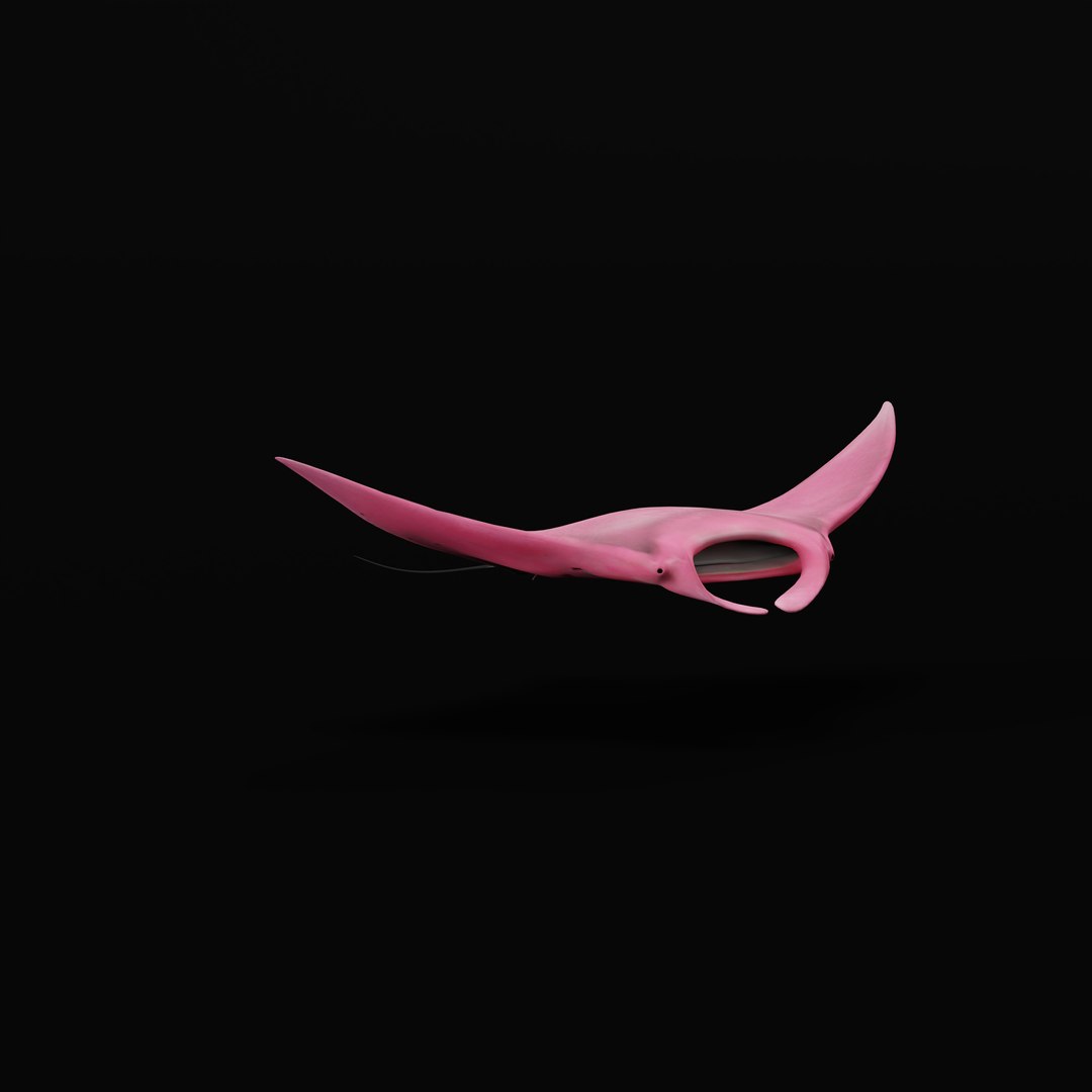 Pink Manta Mobula Ray 3D model https://p.turbosquid.com/ts-thumb/vT/uo5NHM/mc/pinkmantarayrig/jpg/1741390542/1920x1080/fit_q87/0f59446ca62083e45bc1080441ad0a88528403ed/pinkmantarayrig.jpg