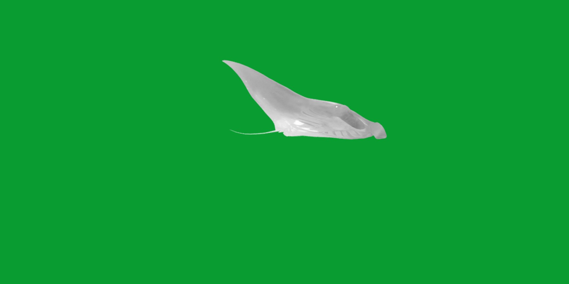 Pink Manta Mobula Ray 3D model https://p.turbosquid.com/ts-thumb/vT/uo5NHM/pa/manta_ray12/png/1741390527/1920x1080/fit_q87/cecd8fe4169112ad9d8941dc7495cab898277a8a/manta_ray12.jpg