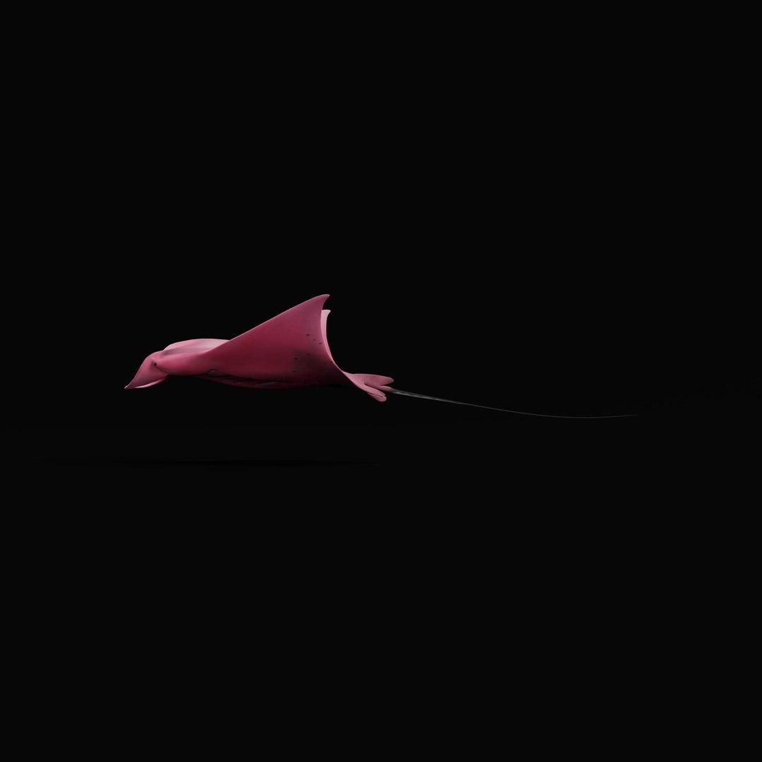Pink Manta Mobula Ray 3D model https://p.turbosquid.com/ts-thumb/vT/uo5NHM/tN/pinkmantarayrig_0001/jpg/1741390546/1920x1080/fit_q87/7bfbf755cd56fb4419b6cd8290e543ef8192e6cf/pinkmantarayrig_0001.jpg