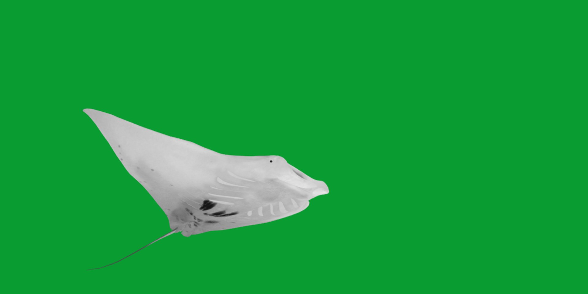 Pink Manta Mobula Ray 3D model https://p.turbosquid.com/ts-thumb/vT/uo5NHM/vp/manta_ray16/png/1741390529/1920x1080/fit_q87/dd9b426bda8199e3ac1c51442338998f97935e2a/manta_ray16.jpg