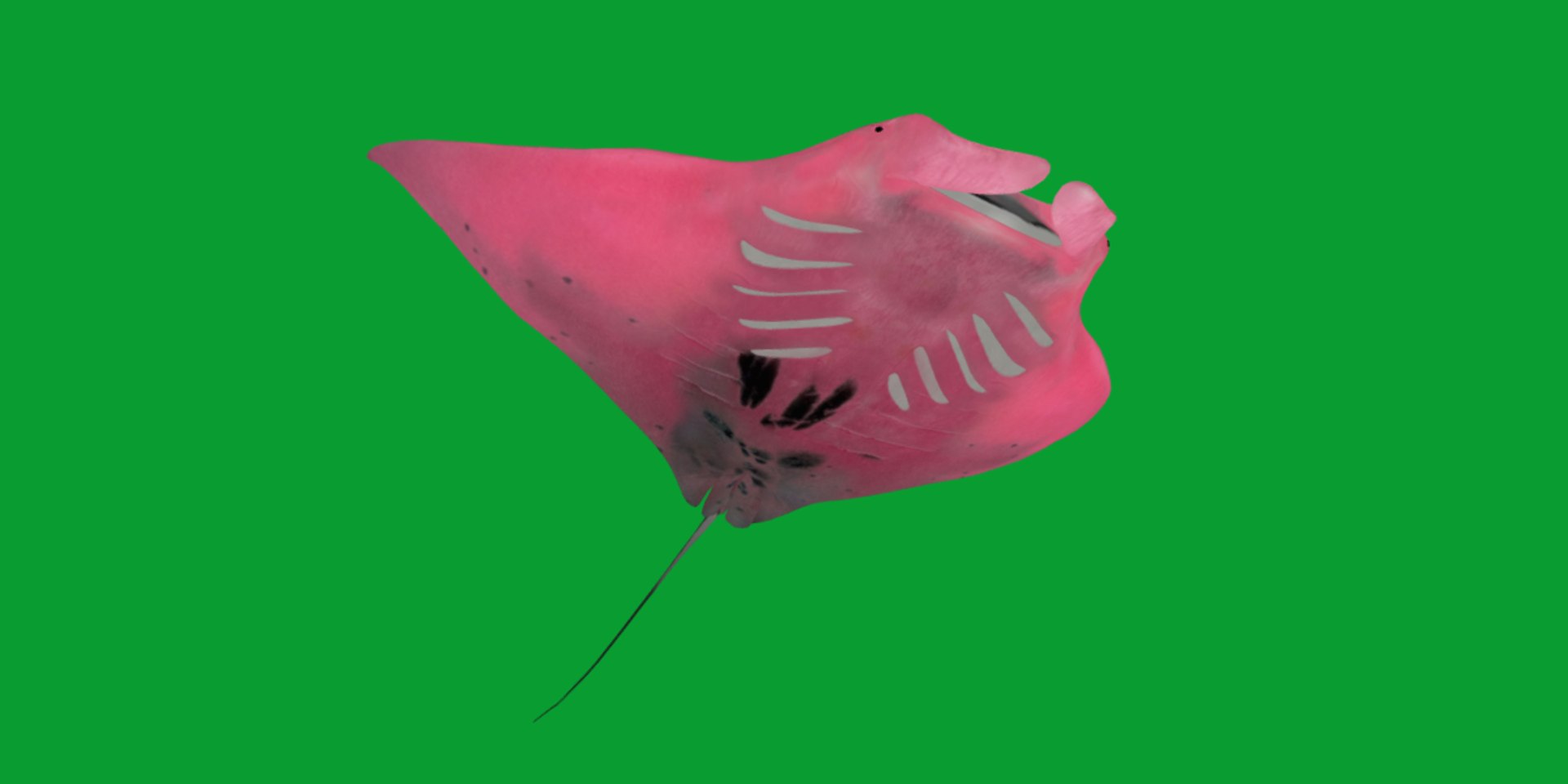 Pink Manta Mobula Ray 3D model https://p.turbosquid.com/ts-thumb/vT/uo5NHM/xX/manta_ray5/png/1741390524/1920x1080/fit_q87/4628b1ed05bc09f6a0ff44ecd1f59f7e8ba470a5/manta_ray5.jpg