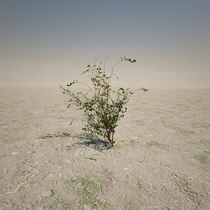 3d small desert plant