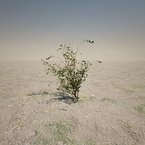 Small Desert Plant