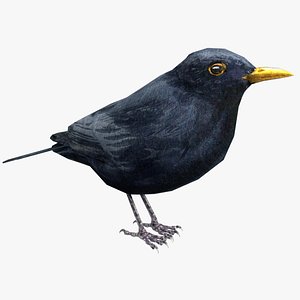 3D Blackbird Models | TurboSquid