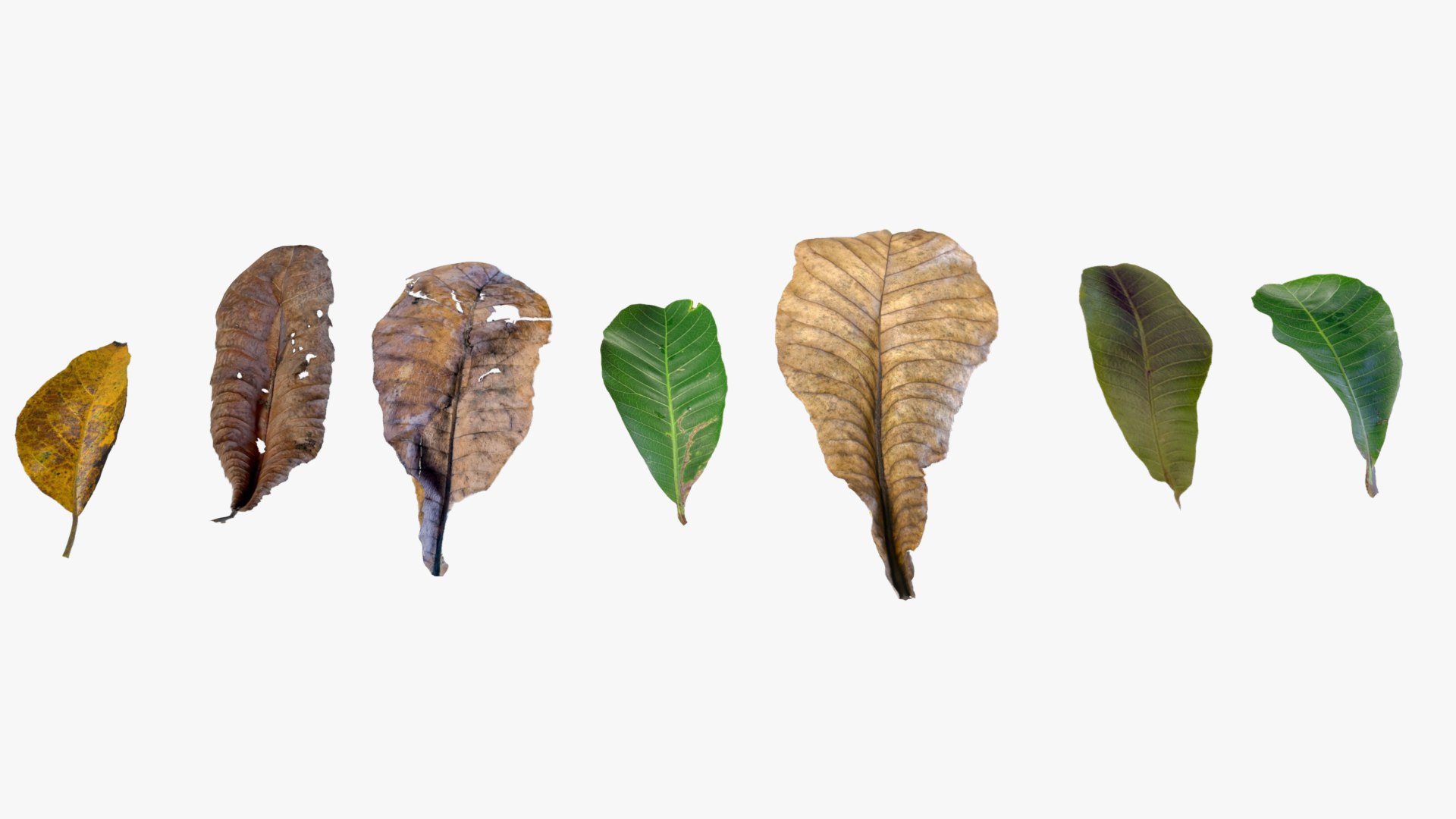 3D 7 different autumn leaves model https://p.turbosquid.com/ts-thumb/vU/ANaxo1/Hw/0400/jpg/1742667957/1920x1080/fit_q87/599e3adc19602e313596c177b5557d42c3761a33/0400.jpg