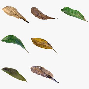 7 different autumn leaves