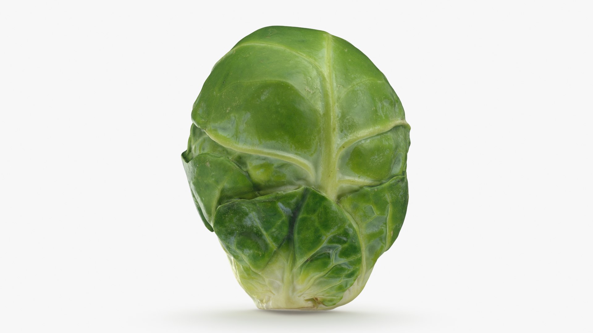 Brussels Sprout Half 01 3D model https://p.turbosquid.com/ts-thumb/vU/CB10Jn/Rs/brusselssproutcut1_b0014/jpg/1735561586/1920x1080/fit_q87/da7db62b586eccffc42a4198f510b31b5eb645a9/brusselssproutcut1_b0014.jpg