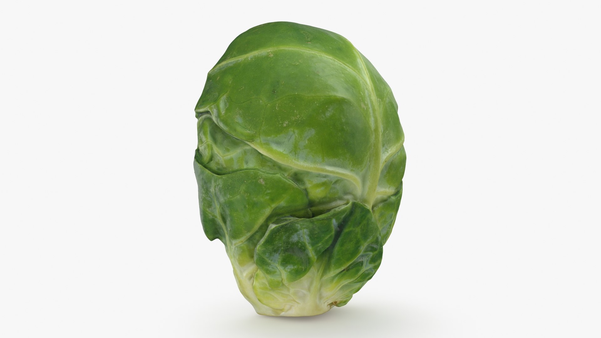 Brussels Sprout Half 01 3D model https://p.turbosquid.com/ts-thumb/vU/CB10Jn/i6/brusselssproutcut1_b0004/jpg/1735561583/1920x1080/fit_q87/0233cffba9c2612e5361c128fb2c71fca82d672f/brusselssproutcut1_b0004.jpg