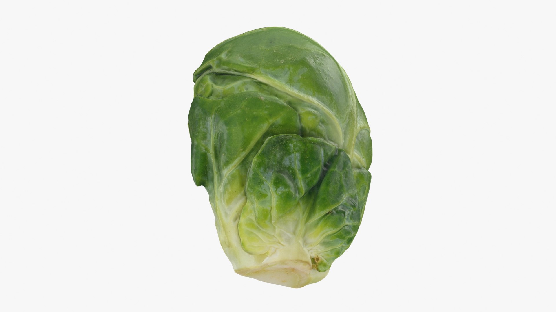 Brussels Sprout Half 01 3D model https://p.turbosquid.com/ts-thumb/vU/CB10Jn/jp/brusselssproutcut1_b0022/jpg/1735561589/1920x1080/fit_q87/35498bc073a7492427aa5dadffff27fd791fee80/brusselssproutcut1_b0022.jpg