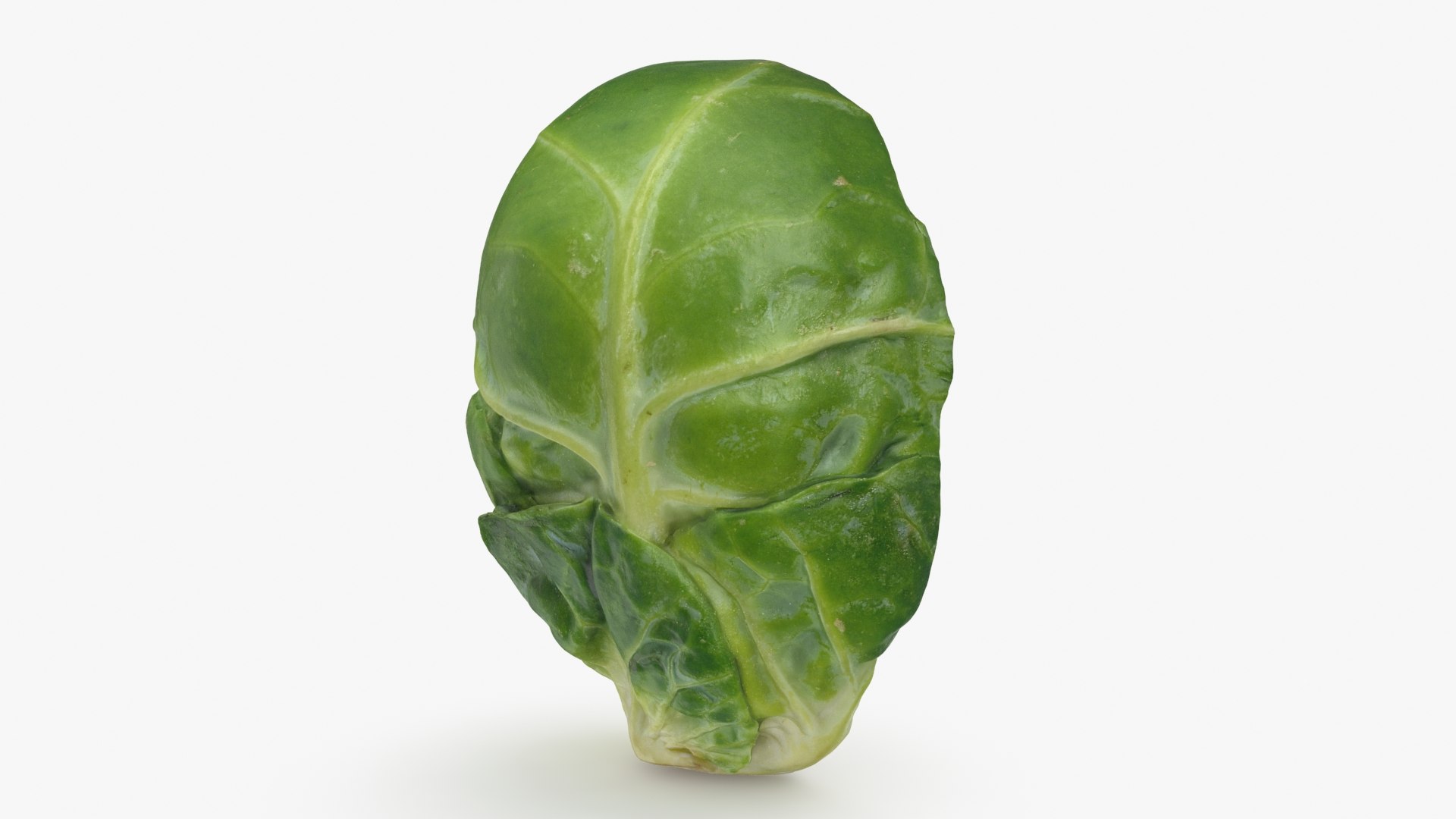 Brussels Sprout Half 01 3D model https://p.turbosquid.com/ts-thumb/vU/CB10Jn/rq/brusselssproutcut1_b0008/jpg/1735561584/1920x1080/fit_q87/587536db266b124c76c785e7229466056d92a9f7/brusselssproutcut1_b0008.jpg