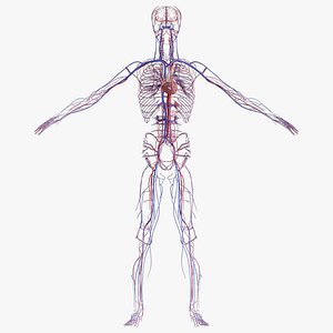 Male Cardiovascular System
