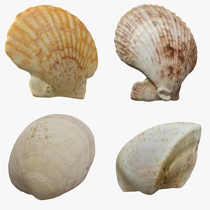 Scallop Collection model