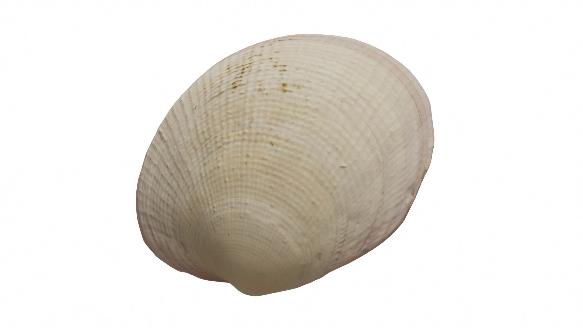 Scallop Collection Model - TurboSquid 1858318